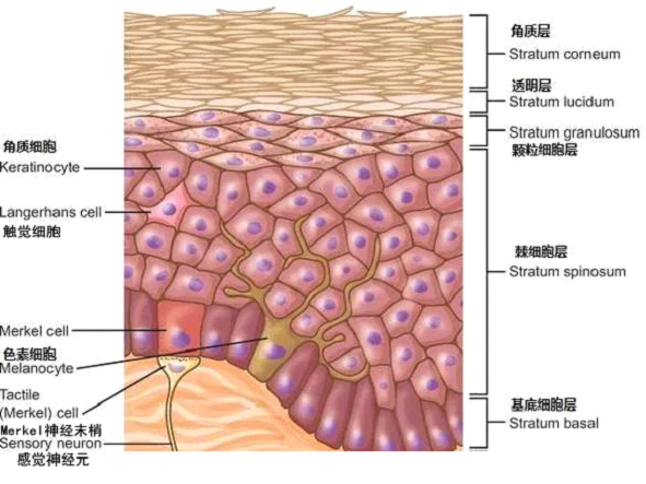 孚美達(dá)乳膏是如何淡化皮膚色素的？